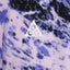 Nike ACG “Wolf Tree” Allover Print Pullover Hoodie (Lilac Bloom/Black/Summit White)