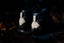 Publish x The North Face Back-To-Berkeley Redux Leather (Navy)